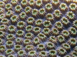 Detail of Star Coral